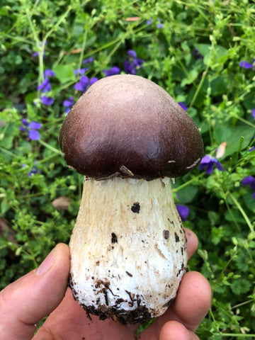 stropharia in the spring