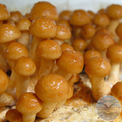 NAMEKO MUSHROOMS - Pholiota nameko