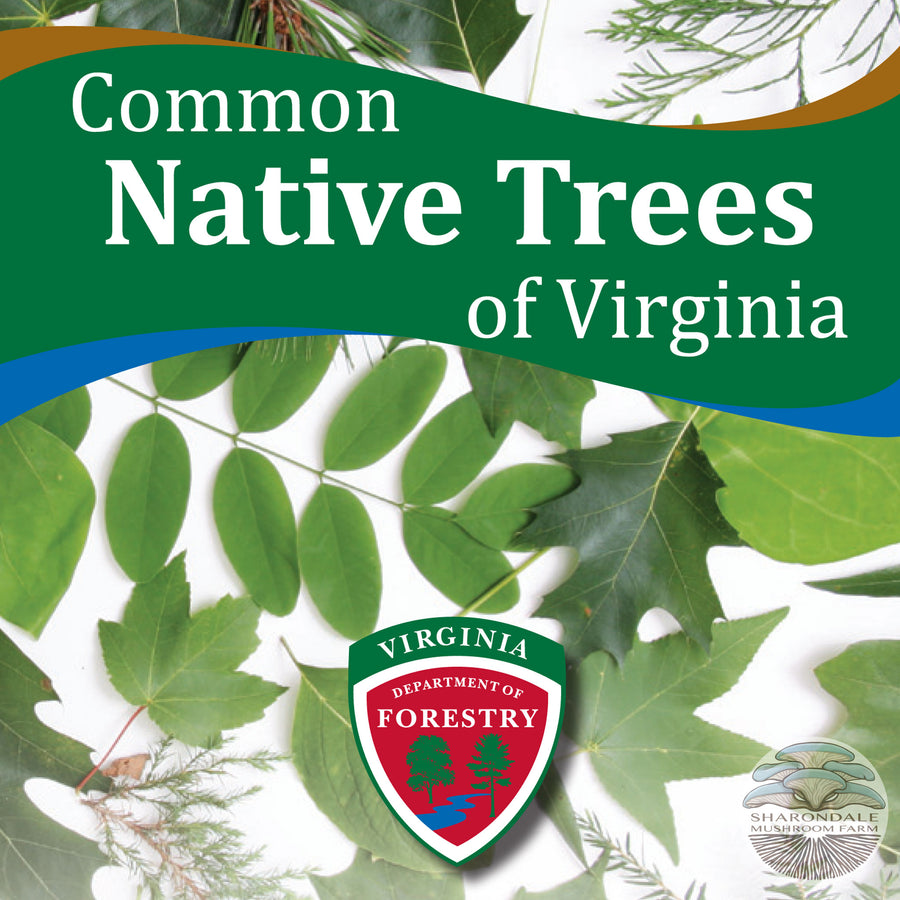 Common Native Trees Of Virginia Sharondale Mushroom Farm