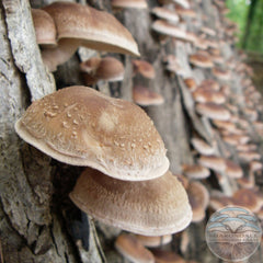 SHIITAKE MUSHROOMS - Lentinula edodes