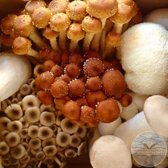 Farmer’s Choice Specialty Organic Mushrooms