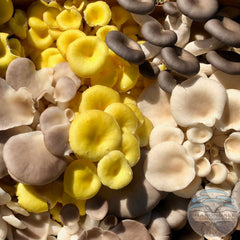 FRESH ORGANIC OYSTER MUSHROOMS