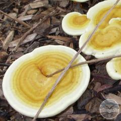 GOLDEN REISHI MUSHROOMS - Ganoderma curtisii