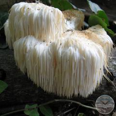 LION’S MANE MUSHROOMS - Hericium erinaceus