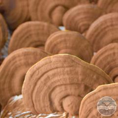 RED REISHI MUSHROOMS - Ganoderma lucidum