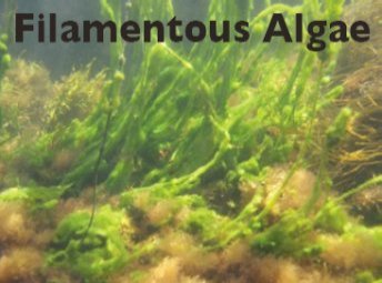 Filamentous Algae