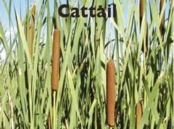 Cattail Pond Weeds