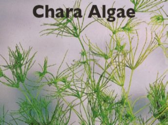 Chara Algae