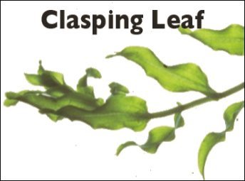 Clasping Leaf