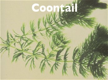 Coontail