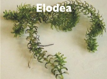 Elodea