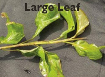 Large Leaf Pond Weed