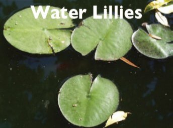 Water Lillies