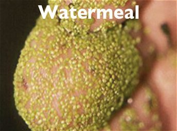 Watermeal