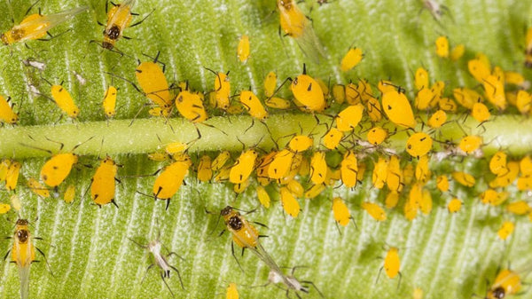 Aphid infestation on a plant