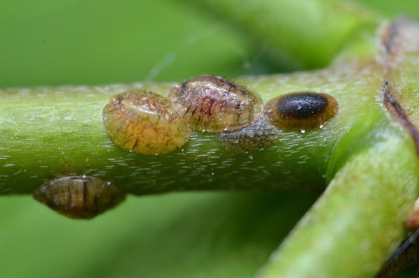 Common brown scale infestation on a plant