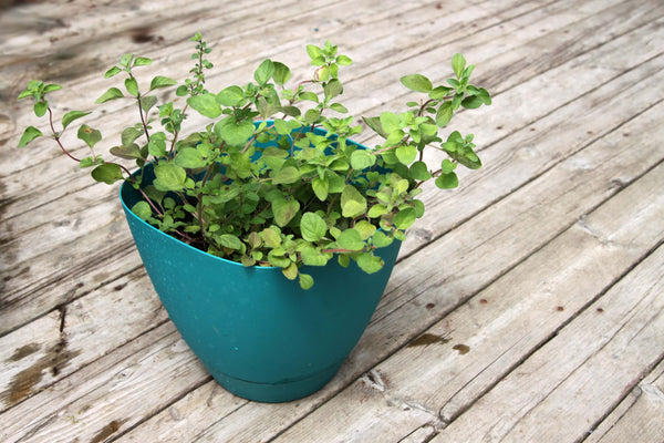 Fragrant green Greek oregano in pot with wooden background