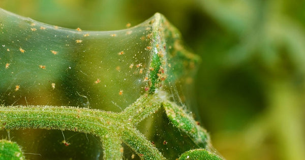 Houseplant under attack from spider mites