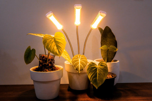 Indoor houseplants growing under desk clip on LED grow lights