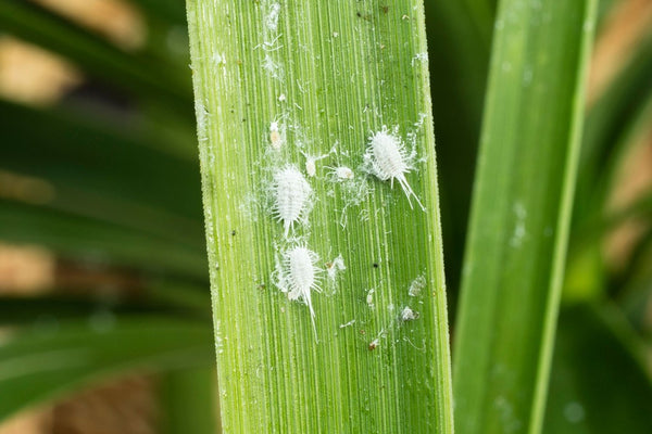 Mealybugs suck sap from the leaves and stems of plants