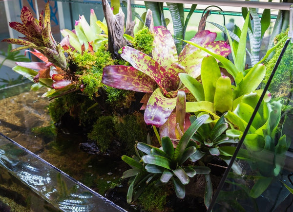 Optimized terrarium style small garden with rock and driftwood in glass container containing soil and decoration bromeliad plants