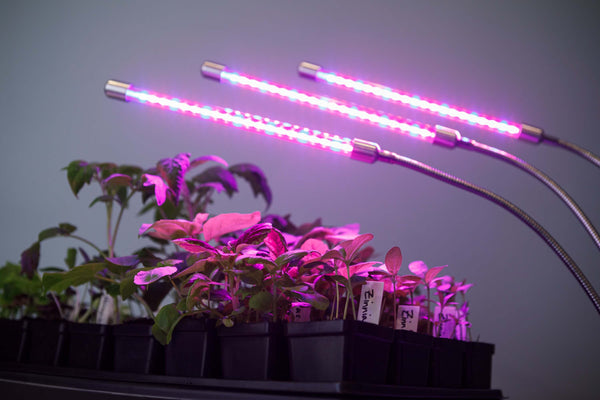 Starting seedlings indoor using LED grow lamps