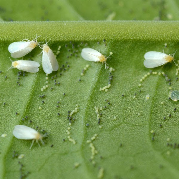 Swarms of whitefiles on a leaf