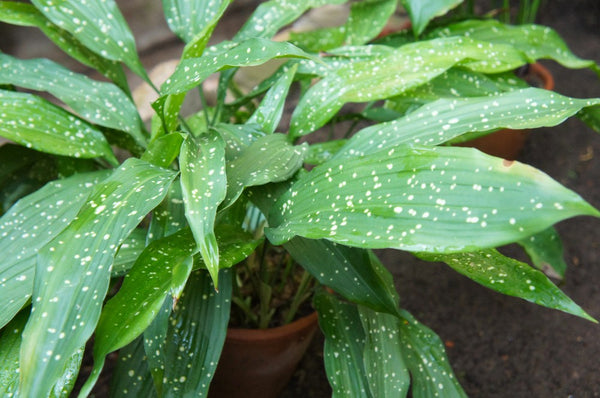 Aspidistra elatior or cast iron plant or bar room plant with spotted leaves in pot