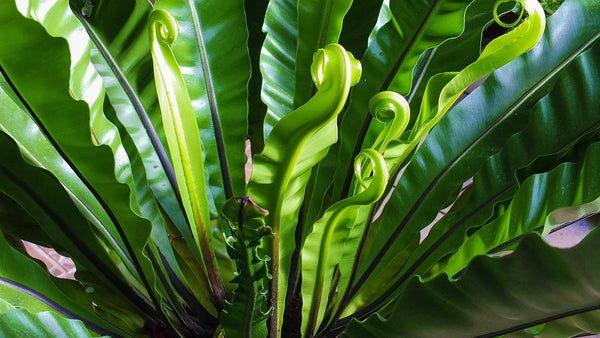 Beautiful bird nest fern plant in garden