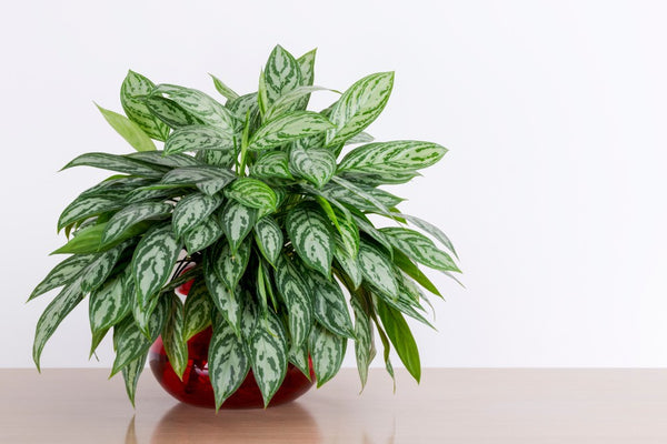 Chinese evergreen houseplant cuttings in a red glass vase in front of a white wall