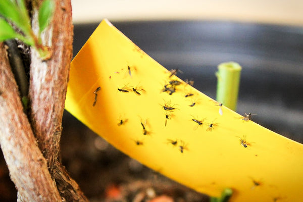 Fungus gnats stuck to yellow sticky tape