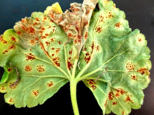 Geranium rust abaxial side