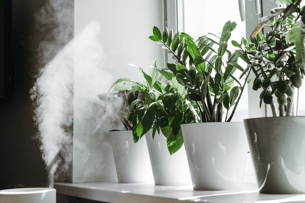 Humidification for cultivation of house plants