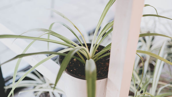 indoor plant