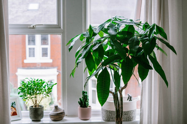 Money tree plant in window background