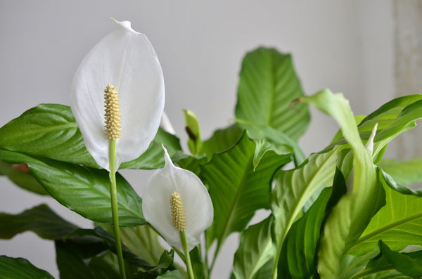 Peace lily flower