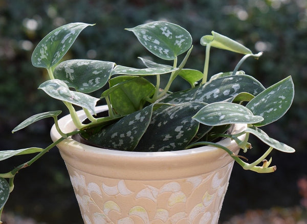 Philodendron silva houseplant in a container