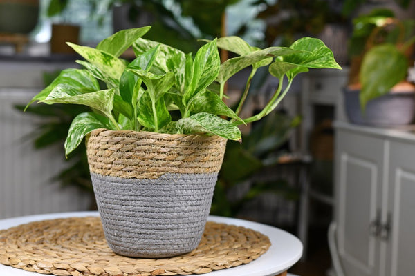 Pothos house plant with white variegation in natural basket flower pot on table