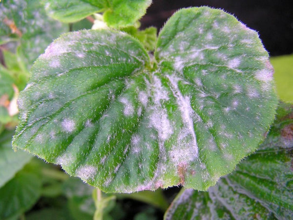 Powdery mildew on begonia