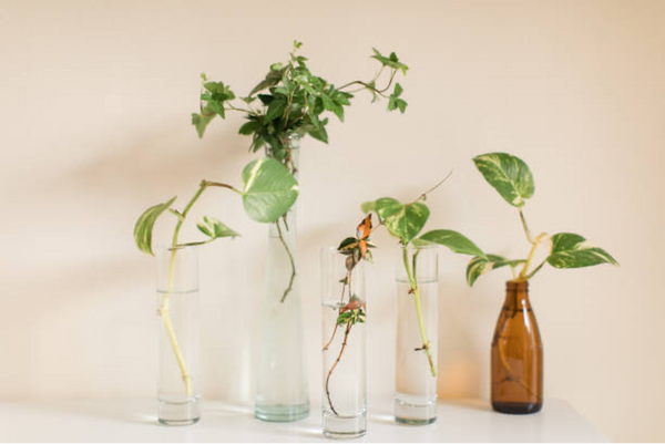 propagating plants in test tubes and bottles