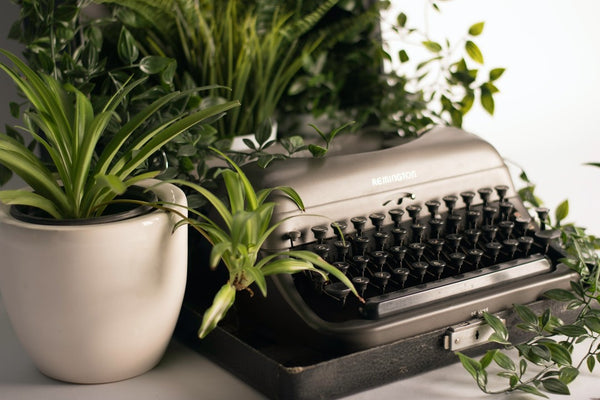 Spider plant in a white pot with a silver typewriter