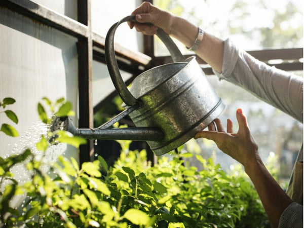 Watering plants with a metal can