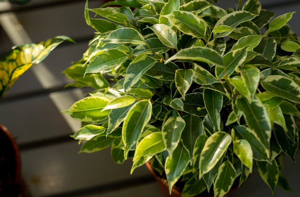 Weeping fig bright leaves ficus benjamina