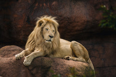 lion sleeping on rock
