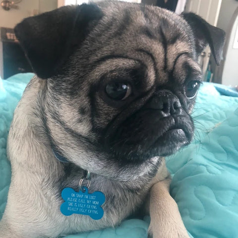 A pug with a sad expression wearing a blue bone-shaped pet tag with the text 'Oh snap I lost please call my mom she is ugly crying really ugly crying' engraved on it.