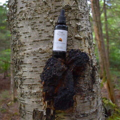 Birch Tree Chaga