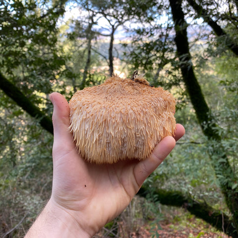 Wild Lion's Mane Mushroom