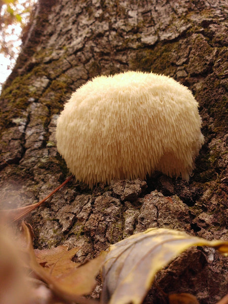 Lion's Mane Benefits