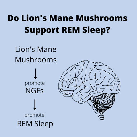Lion's Mane Sleep REM