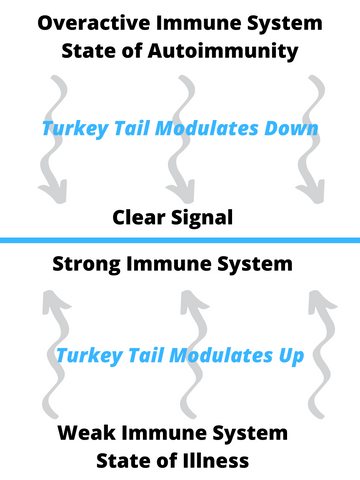 Turkey Tail-Immune Modulating Polysaccharides